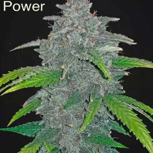 Classic Strain - Blue Power