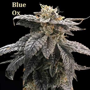 Classic Strain - Blue Ox