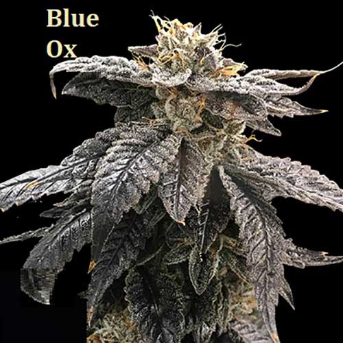 Classic Strain - Blue Ox