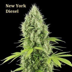 Classic Strain - NYC Diesel