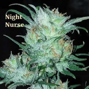 Classic Strain - Night Nurse