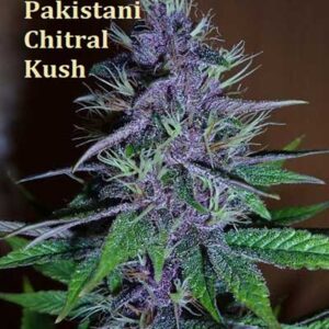 Classic Strain - Pakistani Chitral Kush