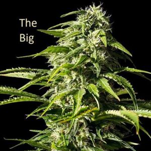 Classic Strain - Big/Free Leonard