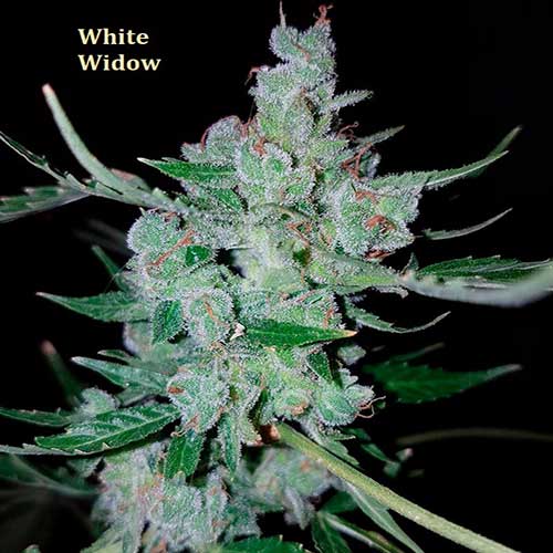 Classic Strain - White Widow