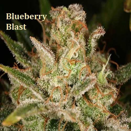 Classic Strain - Blueberry Blast