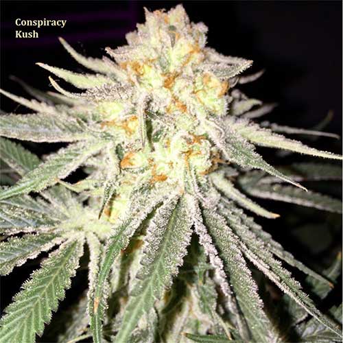 Classic Strain - Conspiracy Kush