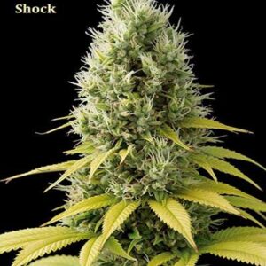 Classic Strain - Shark Shock